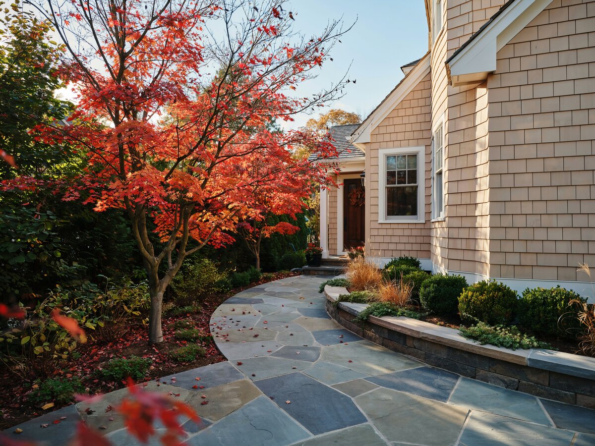 Wide slate bluestone walkway curving around a suburban home with a stone wall and autumn Japanese maple