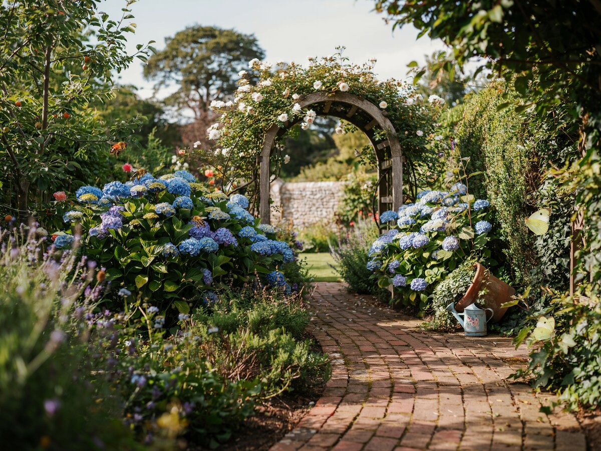 Winding brick paver path curving through a cottage garden with blue hydrangeas in full bloom