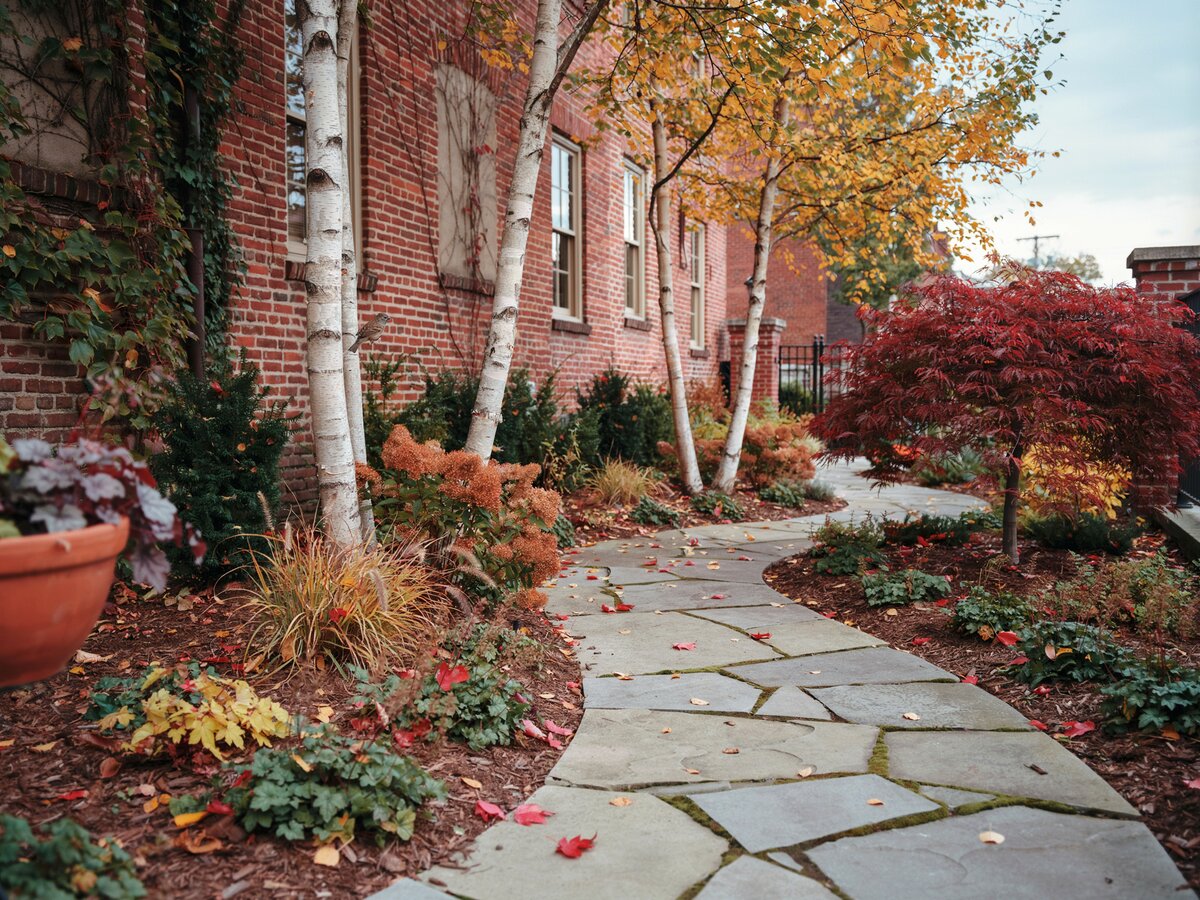Winding stone paver walkway through an urban garden with autumn plantings birch trees and a brick building
