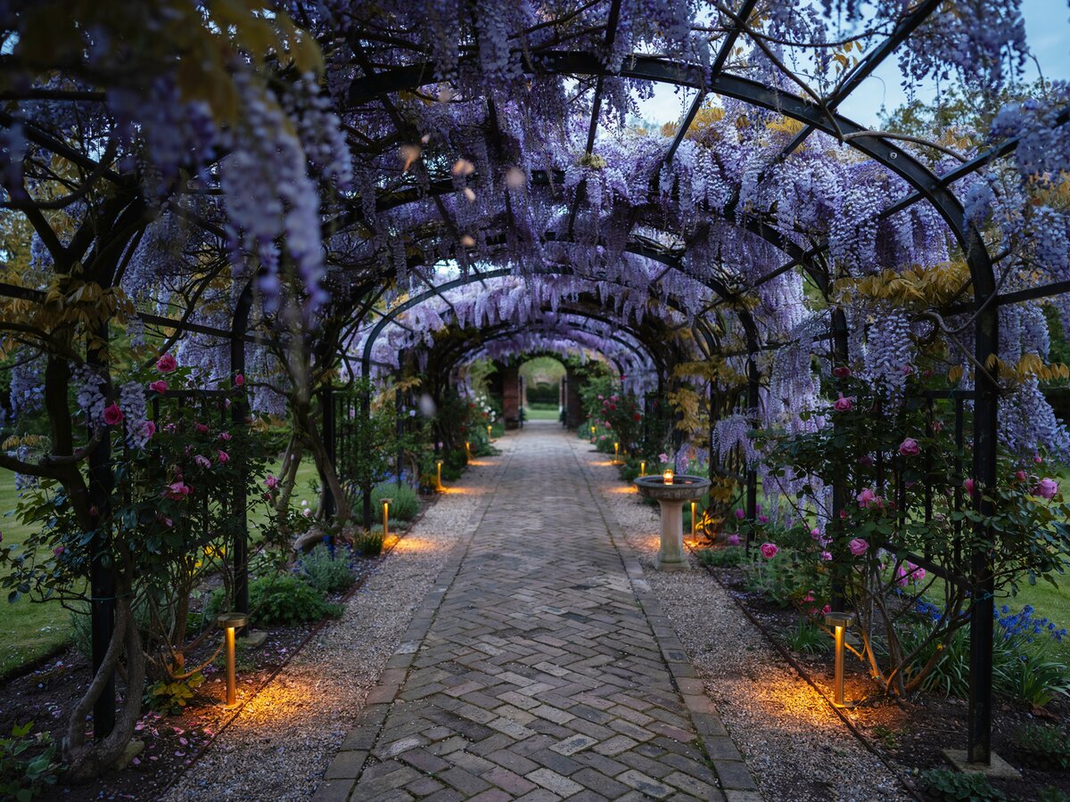 Wisteria covered metal pergola tunnel over herringbone stone path with warm night lighting