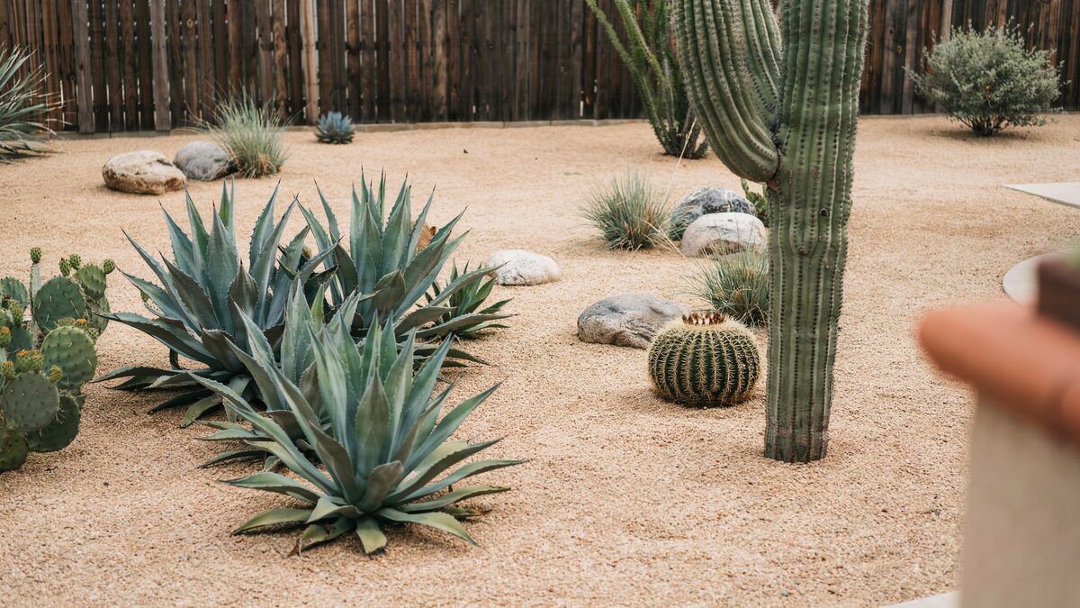 Xeriscaped gravel backyard with blue agave, saguaro cactus and tan pea gravel