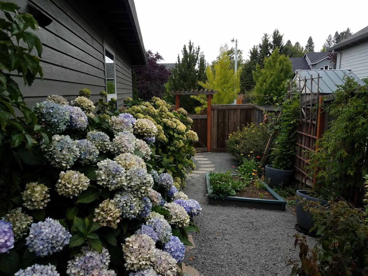 backyard with plants gravel and flowers