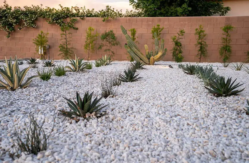 Gravel Backyard With Desert Plants