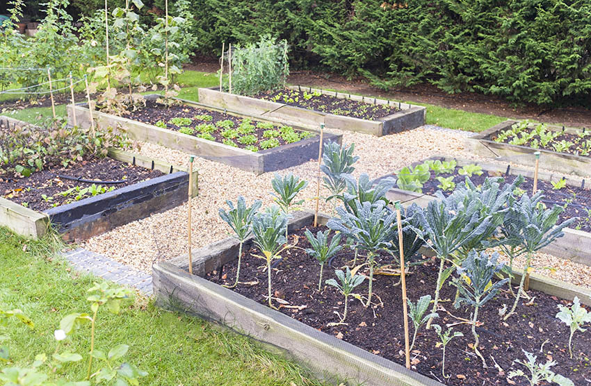 Gravel walkway in vegetable garden