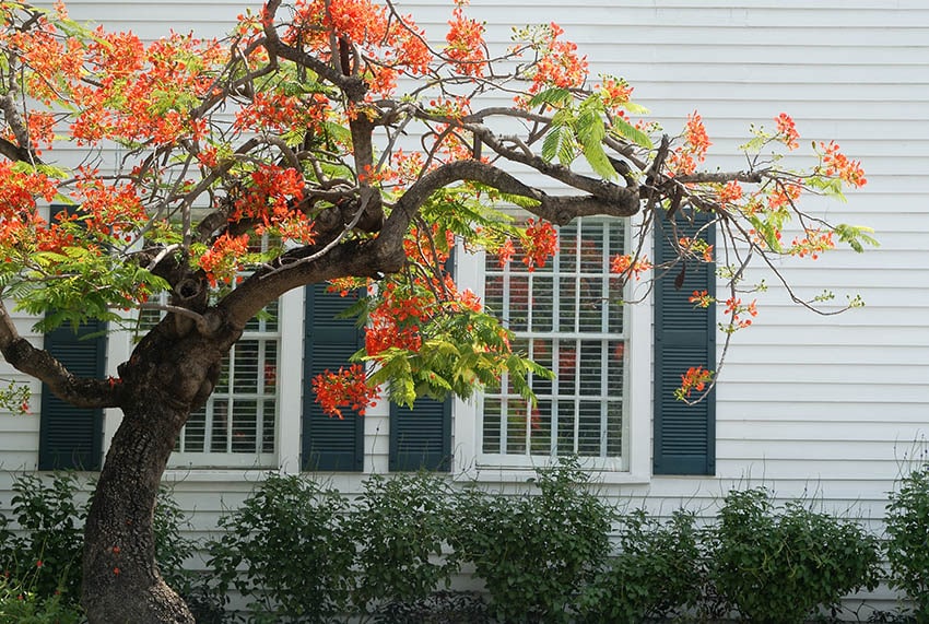 Colonial shutters