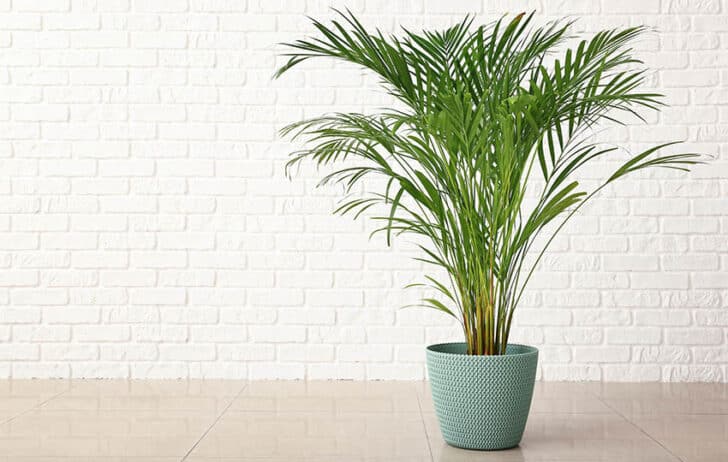 Potted Palm Trees For Your Patio