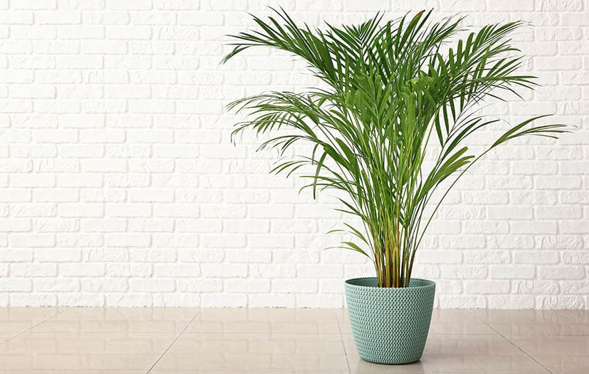 Areca palm tree