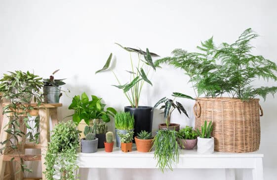 Indoor Plants That Like Direct Sunlight - Designing Idea