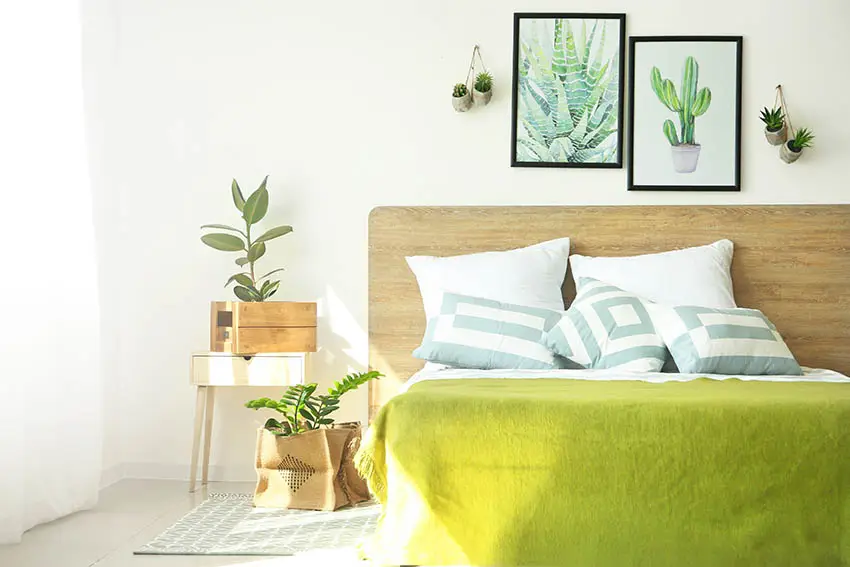 Bedroom with direct sun and indoor houseplants
