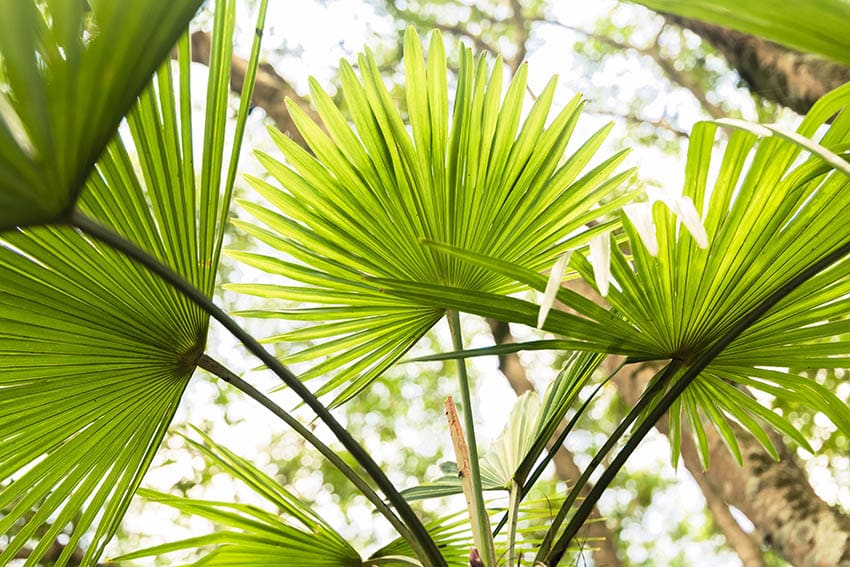 Chinese Fan Palm