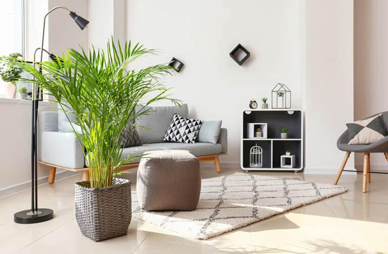 Indoor Plants That Like Direct Sunlight