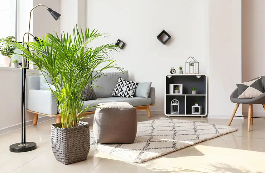 Indoor areca palm tree in living room