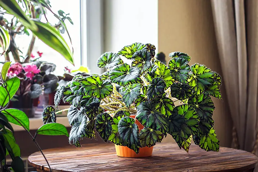 Indoor begonia rex hybrid houseplant