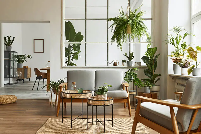 Living room with bright window indoor plants