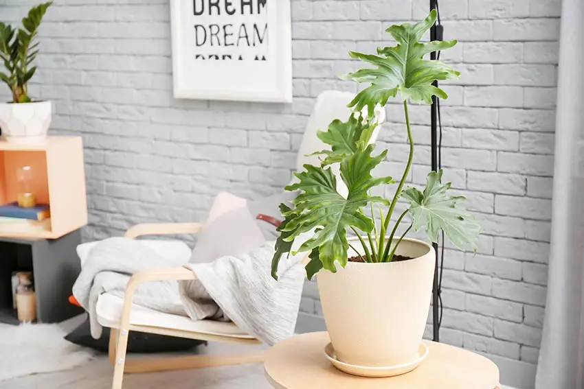 Living room with philodendron houseplant on small table