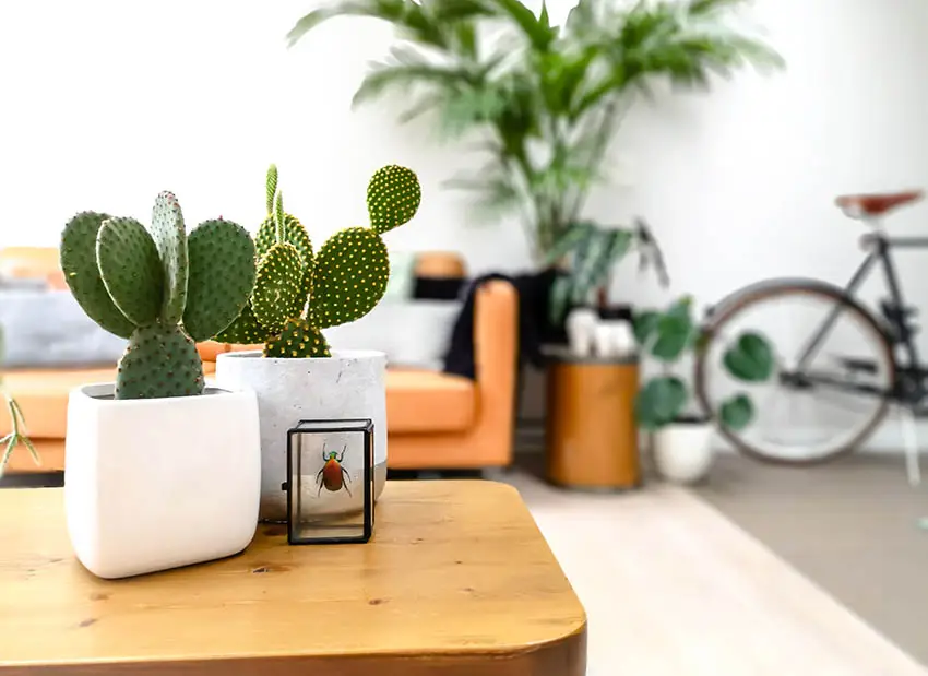 Living room with small potted indoor cactus on coffee table