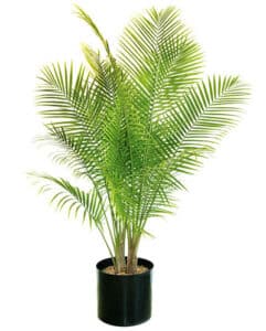 Majesty palm tree
