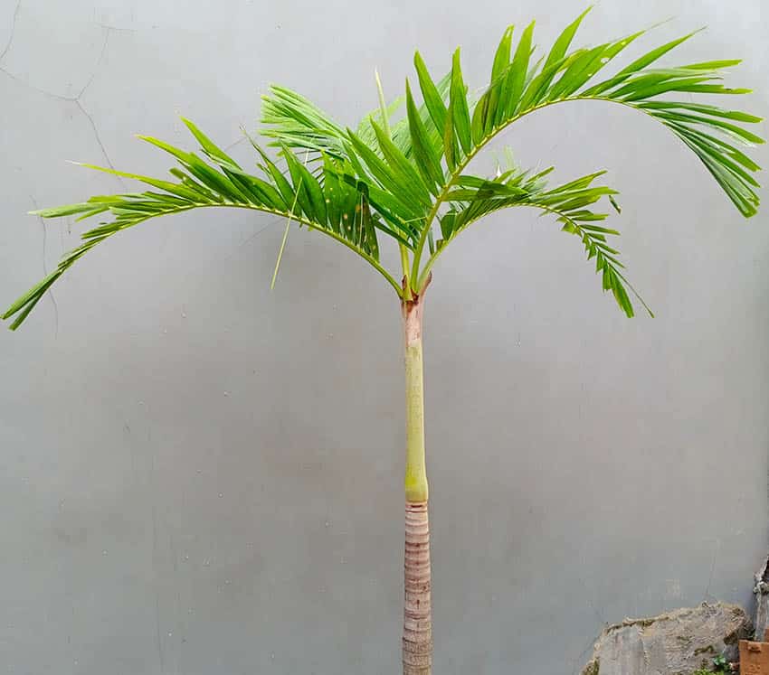 Manila palm