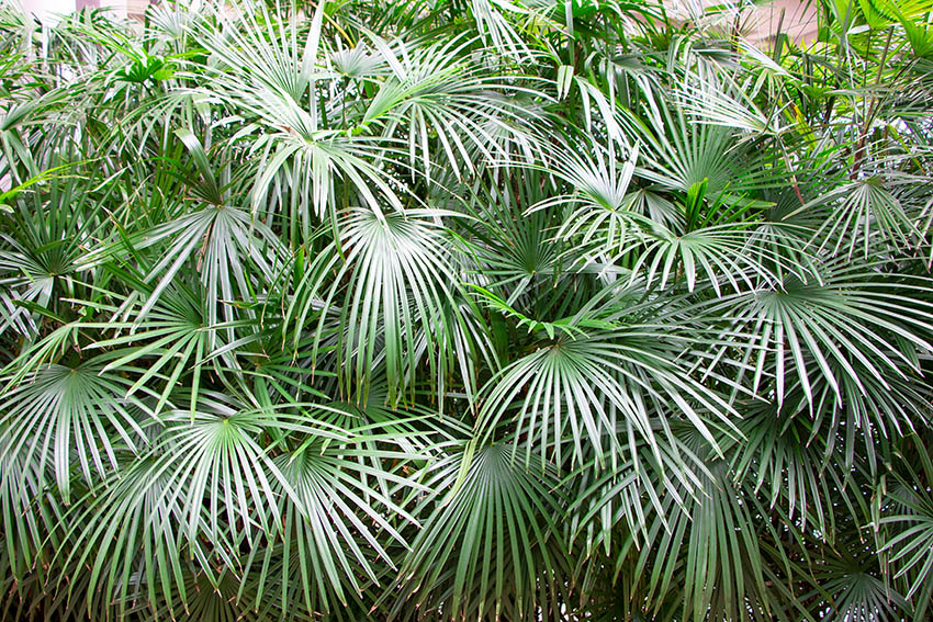 Needle palm rhapidophyllum hystrix