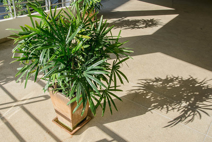 Patio with potted bamboo palm tree