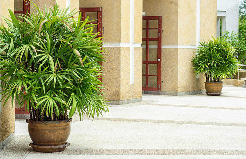 Patio with potted lady palm