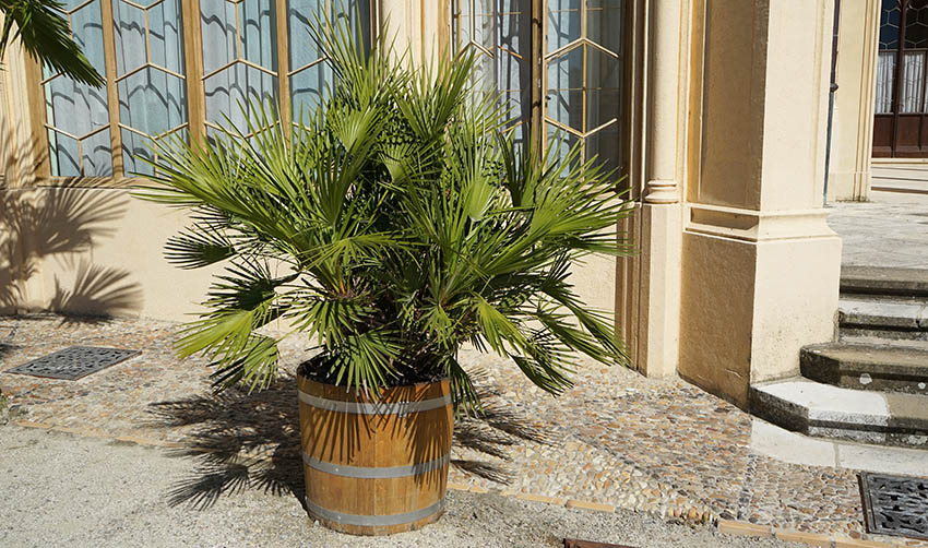 Potted European fan palm