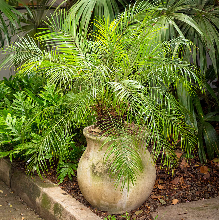 Potted pygmy date palm