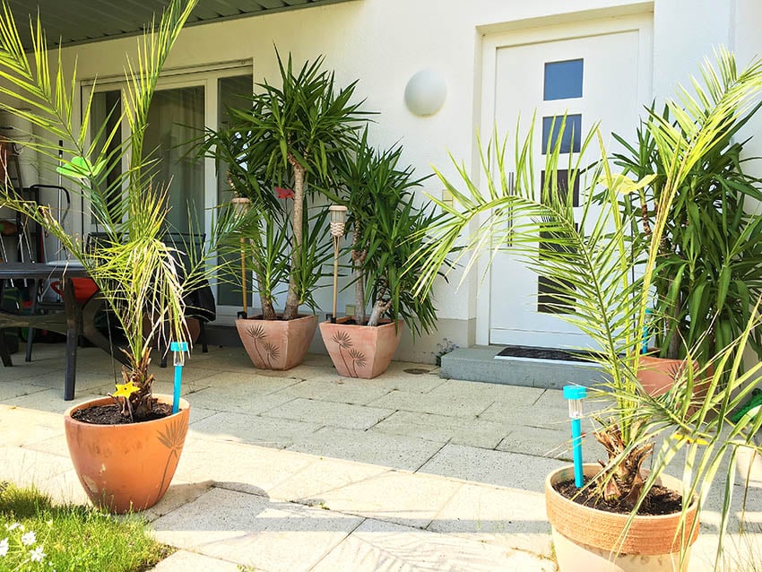 Shady patio with potted palm trees 