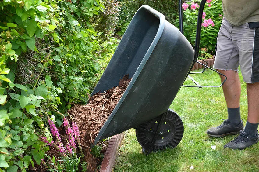 Wheelbarrow of loose mulch in garden