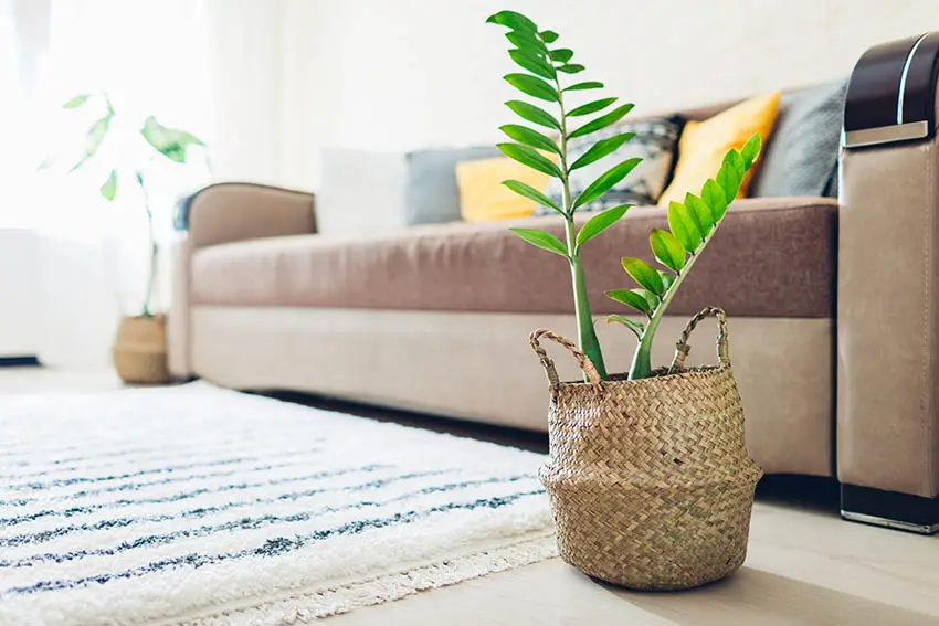 Zz plant with basket pot in living room