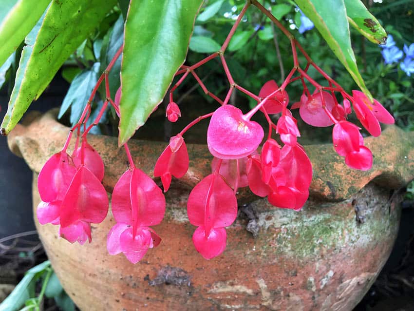 Angel wing begonias houseplant