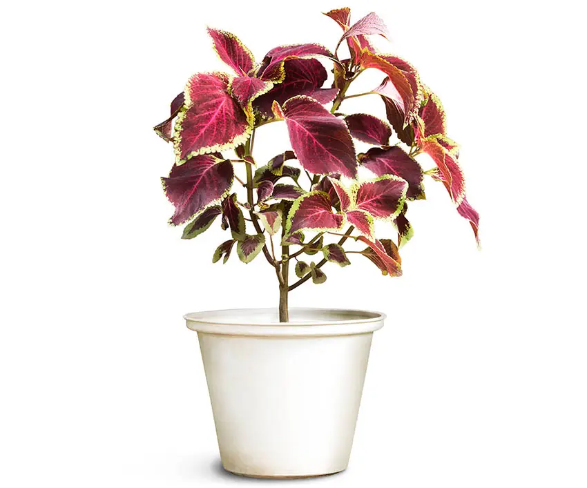 Coleus houseplant flowerpot