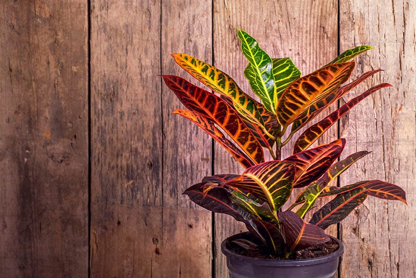 Croton codiaeum variegatum houseplant