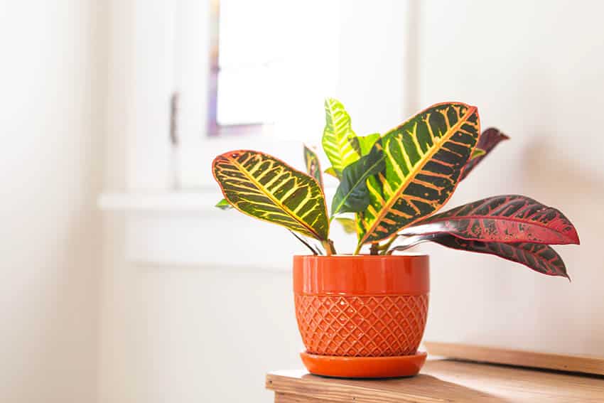 Croton houseplant