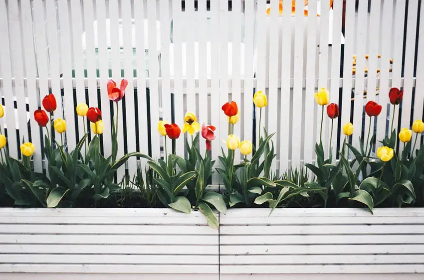 Diy painted wood garden edging with white fence tulips