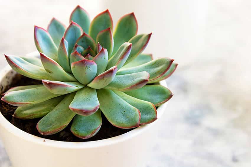 Echeveria hercules succulent plant