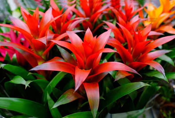 Red Indoor Plants (Types & Houseplant Ideas) - Designing Idea