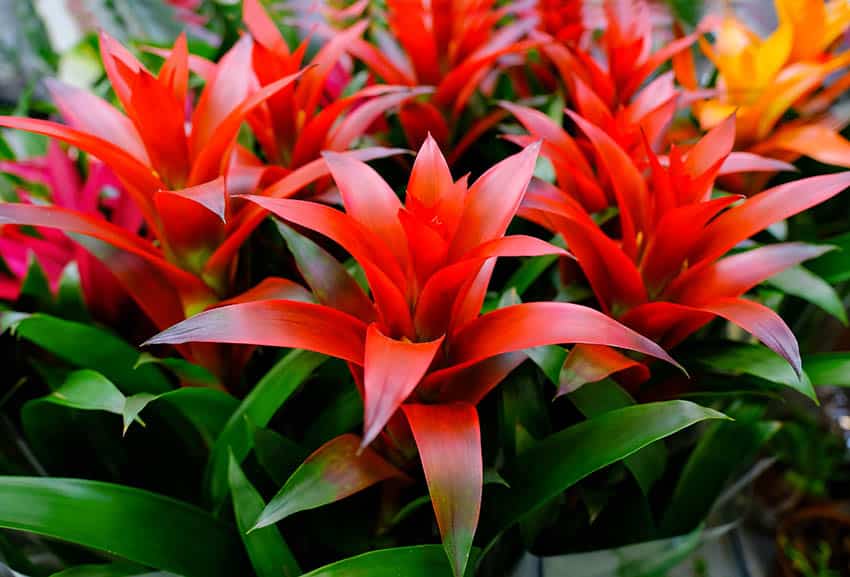 Guzmania bromelia plant