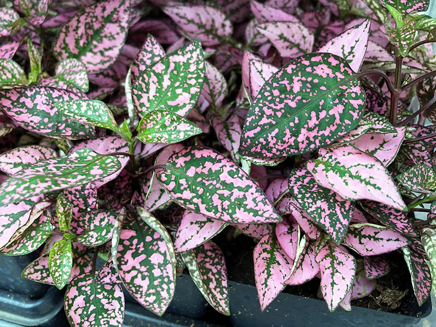 Hypoestes polka dot plant 