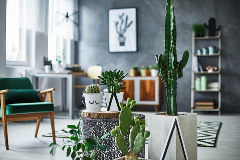 15 Types of Indoor Cactus (Houseplant Guide)