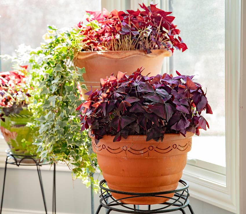 Oxalis triangularis red leaf 