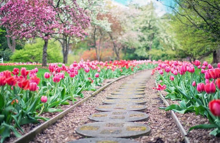 Wooden Garden Edging (11 Landscaping Design Ideas)