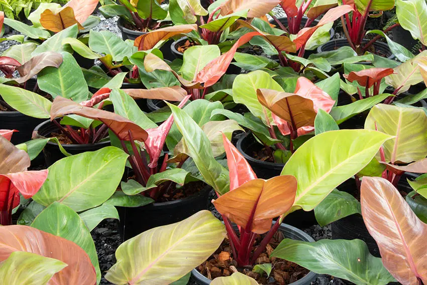 Philodendron erubescens red leaves indoor plant 
