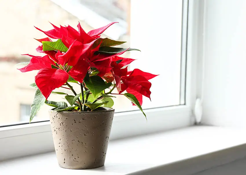 Poinsettia red plant