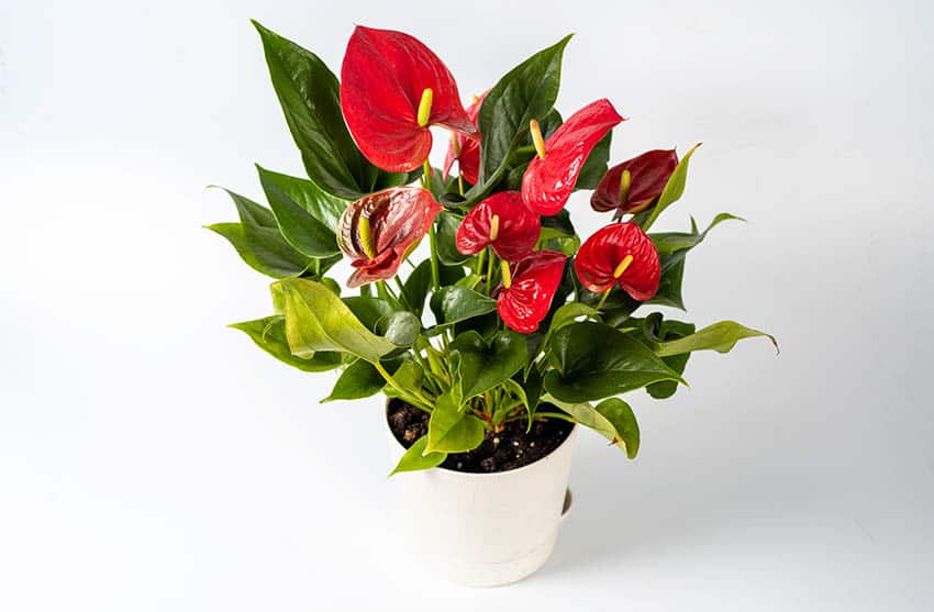 Red anthurium houseplant