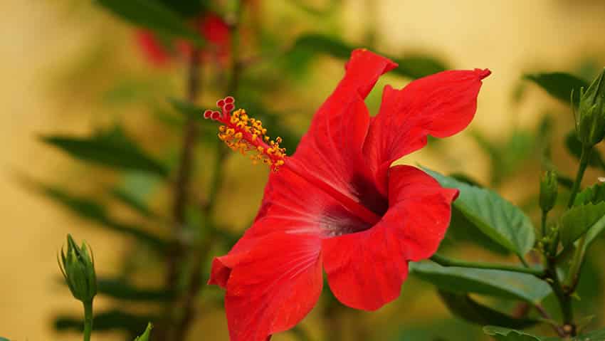 Red hibiscus indoor plant