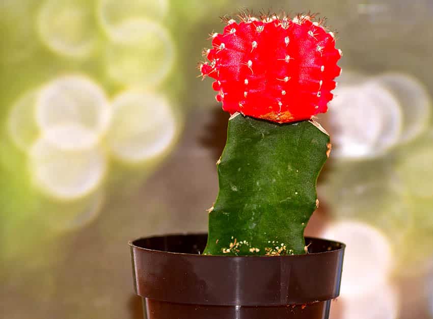 Red moon cactus houseplant gymnocalycium mihanovichii