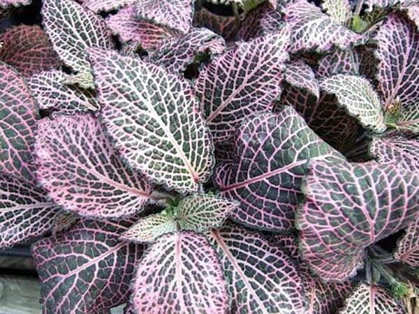 Red veined nerve plant