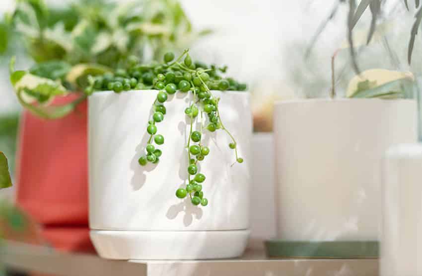 String of pearls houseplant