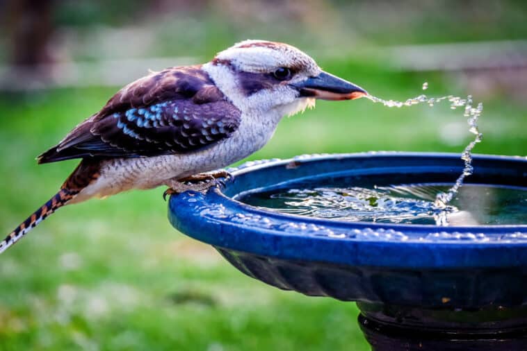 What Colors Attract Birds? (Create a Bird Friendly Yard) - Designing Idea